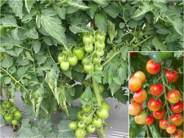 Budidaya Tomat: Cara Menanam dan Merawat Tomat Yang Baik