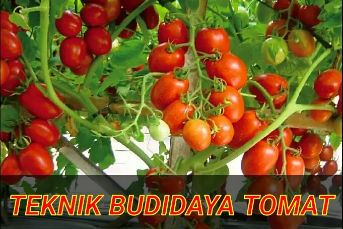 Budidaya Tomat Beef untuk Hasil Produksi Terbaik