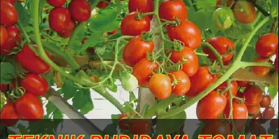Budidaya Tomat Beef untuk Hasil Produksi Terbaik