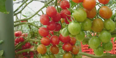 Cara Mudah dan Efektif dalam Budidaya Tomat Buah untuk Pemula