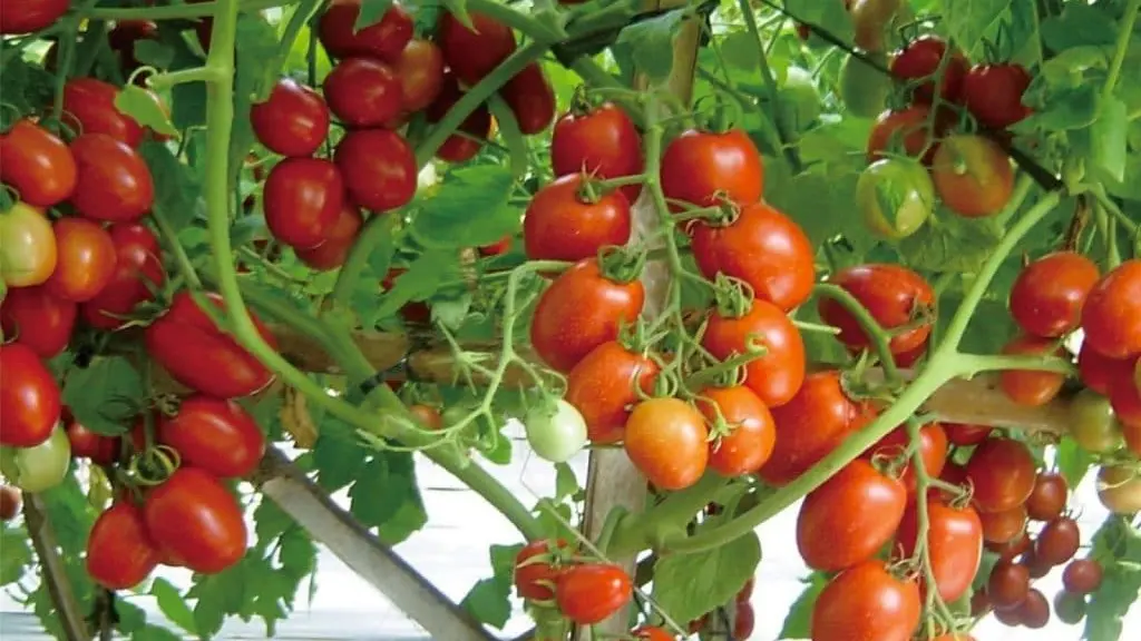 Budidaya Tomat Ceri Merah: Panduan Lengkap untuk Pemula