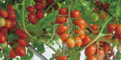 Budidaya Tomat Ceri Merah: Panduan Lengkap untuk Pemula