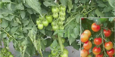 Budidaya Tomat Ceri: Cara Mudah Menanam Tomat Ceri di Rumah