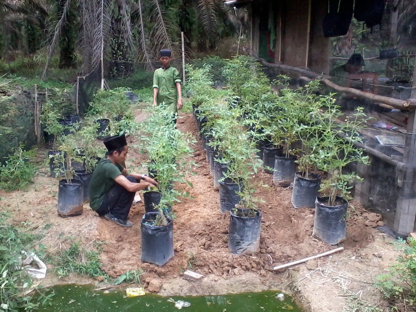 Budidaya Tomat Cherry dalam Polybag: Panduan Lengkap dan Praktis