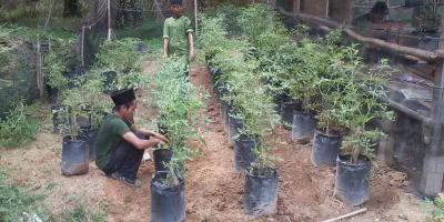 Budidaya Tomat Cherry dalam Polybag: Panduan Lengkap dan Praktis