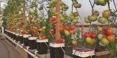 9 Tips Sukses Budidaya Tomat Cherry Secara Hidroponik