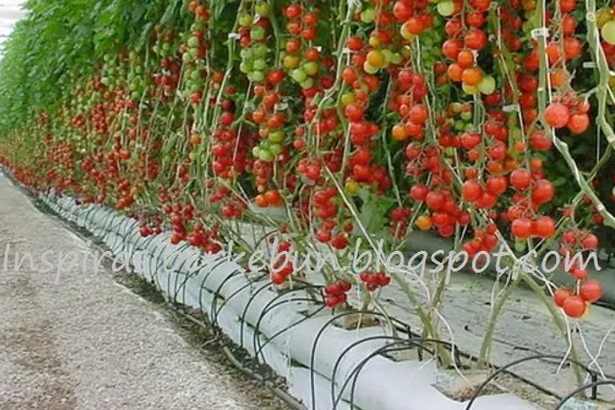 Cara Sukses Budidaya Tomat Cherry untuk Pemula