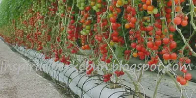 Cara Sukses Budidaya Tomat Cherry untuk Pemula