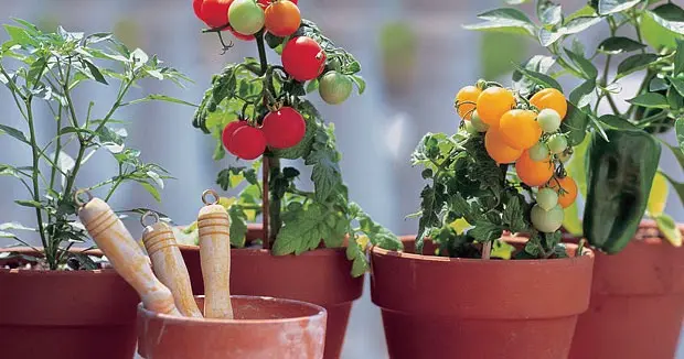 Budidaya Tomat Dalam Pot Terbalik: Cara Mudah Memiliki Tanaman Sehat di Rumah