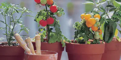 Budidaya Tomat Dalam Pot Terbalik: Cara Mudah Memiliki Tanaman Sehat di Rumah