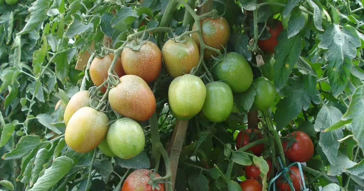 Budidaya Tomat di Dataran Tinggi: Panduan Lengkap untuk Hasil Melimpah