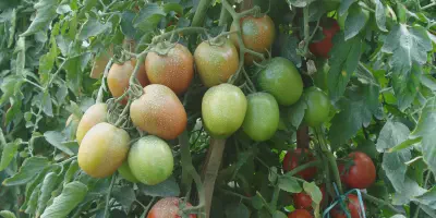 Budidaya Tomat di Dataran Tinggi: Panduan Lengkap untuk Hasil Melimpah