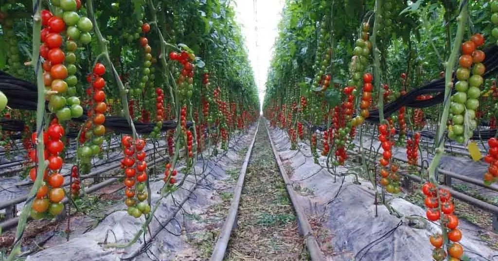 Cara Sukses Budidaya Tomat di Musim Hujan: Panduan Terlengkap dan Mudah Dipraktikkan