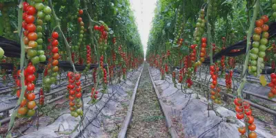 Cara Sukses Budidaya Tomat di Musim Hujan: Panduan Terlengkap dan Mudah Dipraktikkan