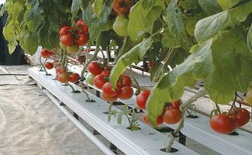 Rahasia Sukses Budidaya Tomat di Rumah yang Mudah dan Menjanjikan