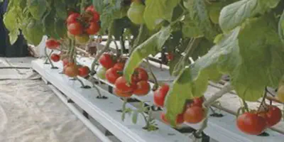 Rahasia Sukses Budidaya Tomat di Rumah yang Mudah dan Menjanjikan