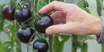 Cara Mudah dan Efektif dalam Budidaya Tomat Hitam