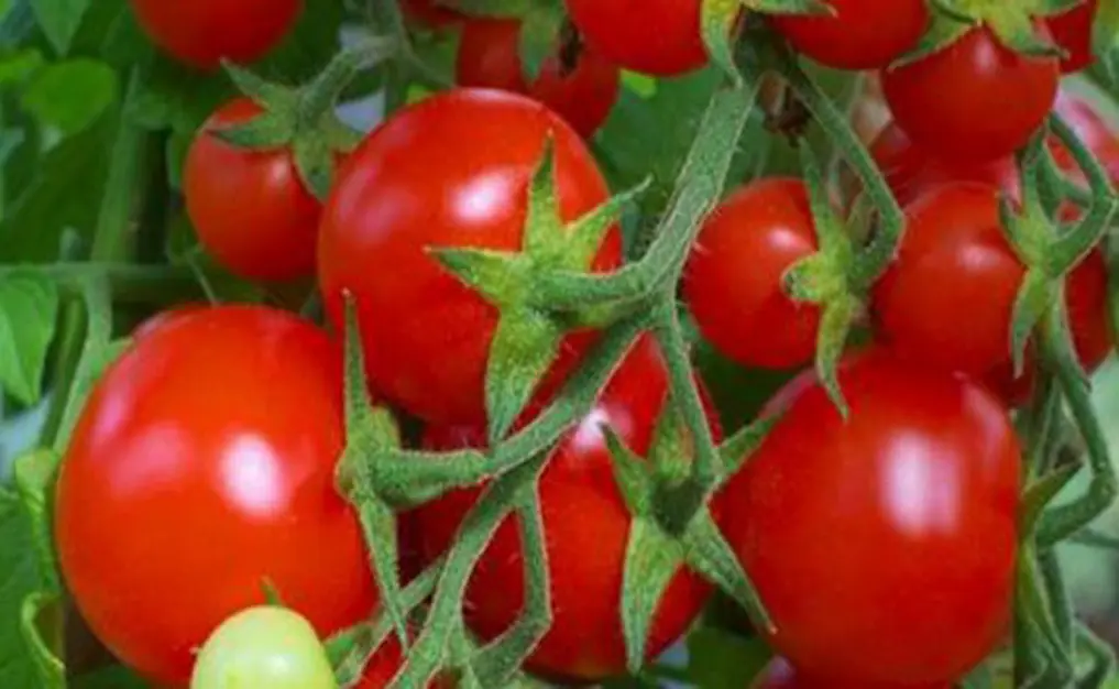 Budidaya Tomat Kani F1: Panduan Lengkap Mulai dari Penanaman Hingga Panen