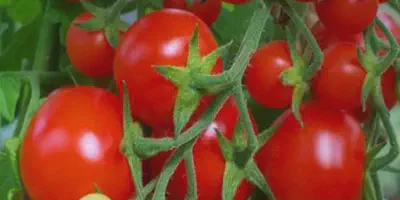 Budidaya Tomat Kani F1: Panduan Lengkap Mulai dari Penanaman Hingga Panen