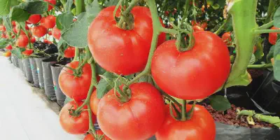 7 Langkah Mudah Budidaya Tomat Karina untuk Hasil Terbaik