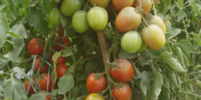 Budidaya Tomat Marvel: Cara Menanam dan Merawat Tomat Marvel Yang Lezat dan Berkhasiat Tinggi