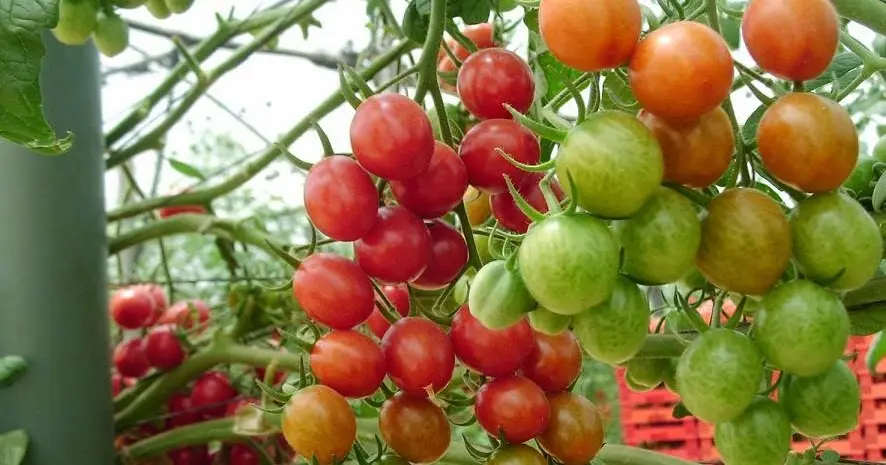 Budidaya Tomat NASA: Cara Mudah dan Cepat Tanam Tomat di Rumah