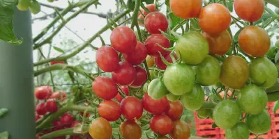 Budidaya Tomat NASA: Cara Mudah dan Cepat Tanam Tomat di Rumah