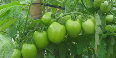 Cara Mudah Budidaya Tomat Organik dengan PDF Panduan Lengkap