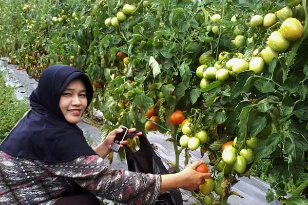 Budidaya Tomat Organik: Tips, Manfaat dan Cara Mudahnya
