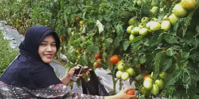 Budidaya Tomat Organik: Tips, Manfaat dan Cara Mudahnya