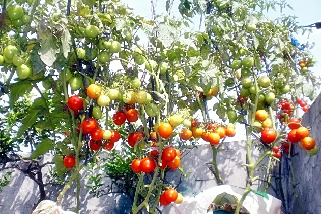 Budidaya Tomat pada Karung: Cara Membuat Kebun Tomat di Halaman Rumah