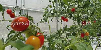 Menguasai Budidaya Tomat dengan Ebook Panduan Budidaya Tomat PDF Terbaik