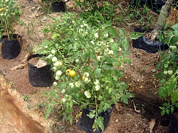 Budidaya Tomat Pot: Cara Mudah Menanam Tomat dalam Pot