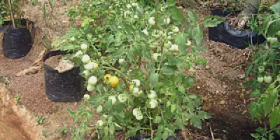 Budidaya Tomat Pot: Cara Mudah Menanam Tomat dalam Pot