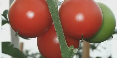 Mengenal dan Menerapkan Budidaya Tomat Secara Organik yang Benar