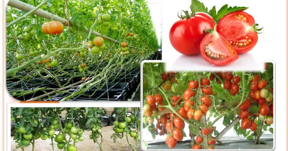 Budidaya Tomat Servo: Cara Mudah dan Efektif untuk Meningkatkan Hasil Panen
