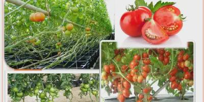 Budidaya Tomat Servo: Cara Mudah dan Efektif untuk Meningkatkan Hasil Panen