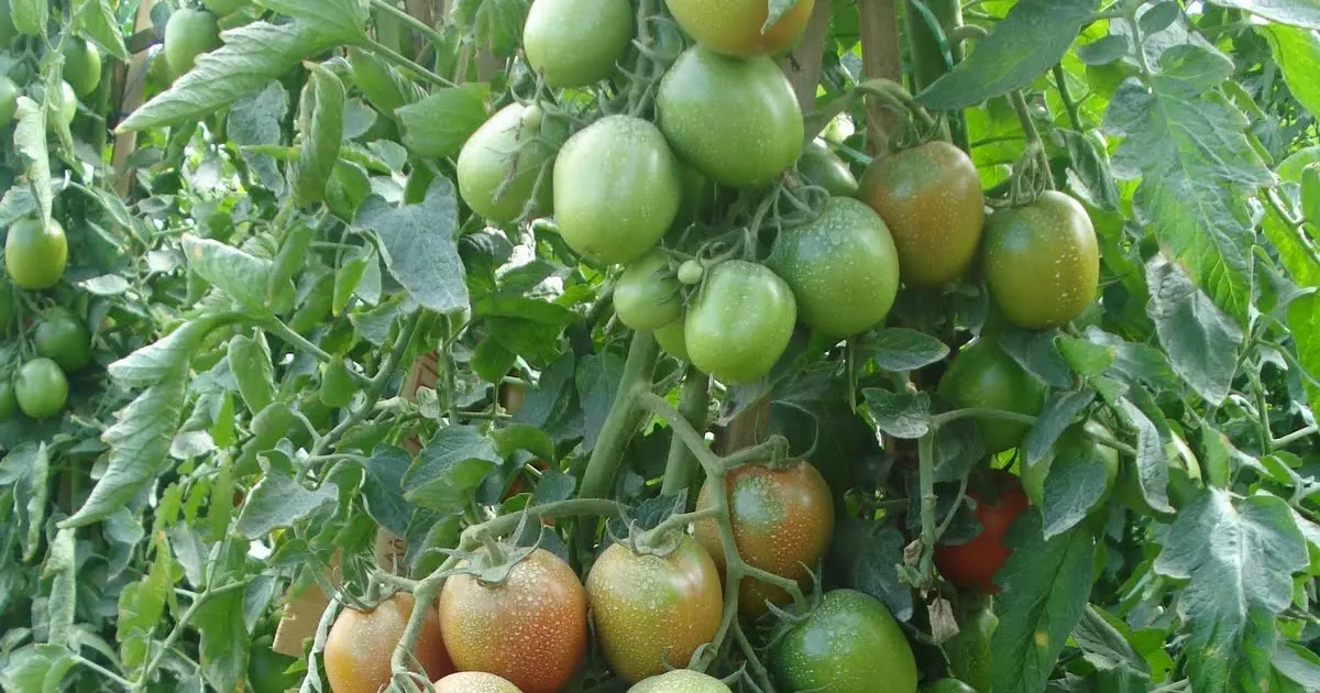 Mengenal Cara Budidaya Tomat Buah: Tips and Trick untuk Pemula