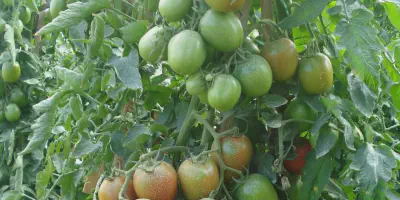 Mengenal Cara Budidaya Tomat Buah: Tips and Trick untuk Pemula