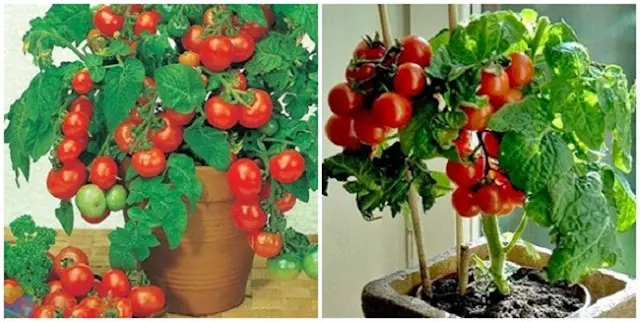 Cara Budidaya Tomat Ceri dalam Pot: Petunjuk Lengkap untuk Pemula