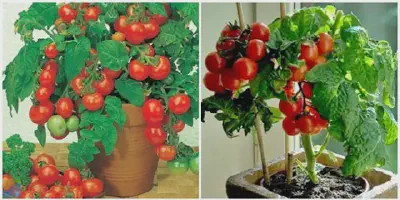 Cara Budidaya Tomat Ceri dalam Pot: Petunjuk Lengkap untuk Pemula