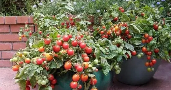 Cara Budidaya Tomat dalam Pot: Tips Ampuh untuk Menghasilkan Panen yang Menguntungkan