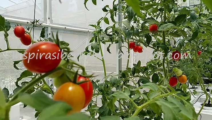 Cara Budidaya Tomat di Dataran Rendah: Panduan Lengkap