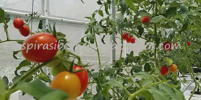 Cara Budidaya Tomat di Dataran Rendah: Panduan Lengkap