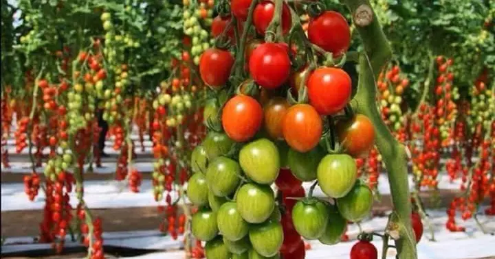 Cara Budidaya Tomat Dataran Tinggi: Tips, Trik, dan Panduan Lengkap