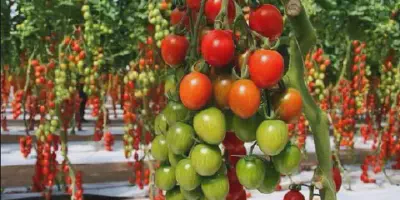 Cara Budidaya Tomat Dataran Tinggi: Tips, Trik, dan Panduan Lengkap