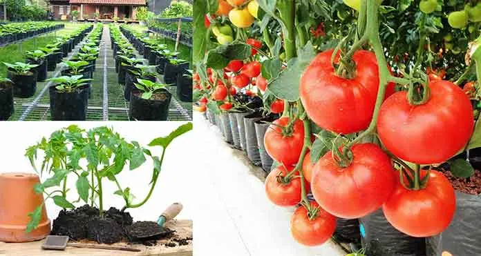 Cara Budidaya Tomat di Pot: Tips Sederhana untuk Tanaman yang Sehat dan Menghasilkan Banyak Buah