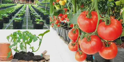 Cara Budidaya Tomat di Pot: Tips Sederhana untuk Tanaman yang Sehat dan Menghasilkan Banyak Buah