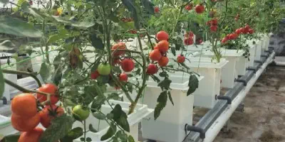 Cara Budidaya Tomat Mawar yang Mudah dan Sukses