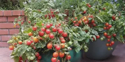 Cara Budidaya Tomat Musim Hujan yang Menghasilkan Panen Yang Melimpah